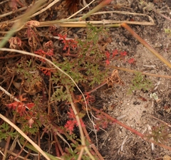Pelargonium multicaule multicaule