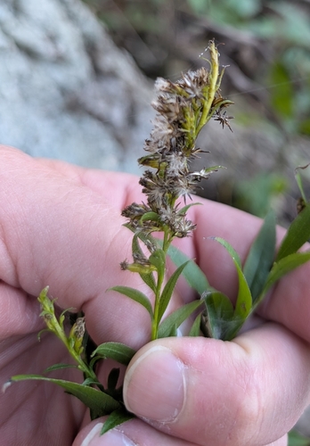 elm-leaved goldenrod (Solidago ulmifolia)