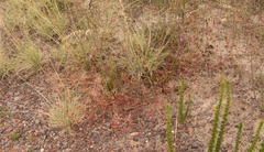 Pelargonium multicaule multicaule