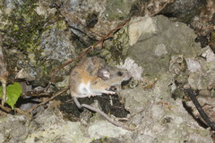Peromyscus leucopus texanus
