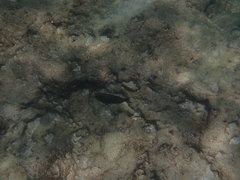 Acanthurus nigrofuscus