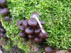 Mycena tintinnabulum