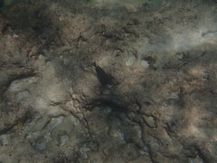 Acanthurus nigrofuscus
