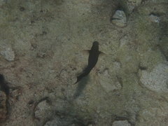 Acanthurus nigrofuscus