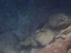 Acanthurus nigrofuscus