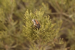 Trichostetha fuscorubra