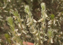 Aspalathus glabrescens