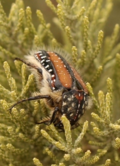 Trichostetha fuscorubra
