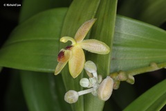 Callostylis pulchella