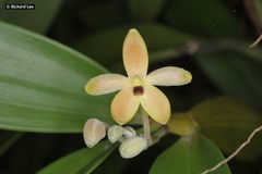 Callostylis pulchella