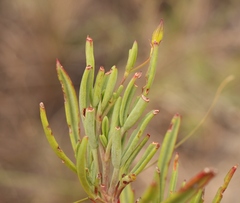 Pelargonium laevigatum laevigatum