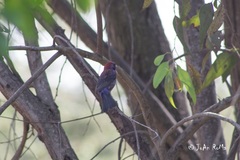 Passerina versicolor