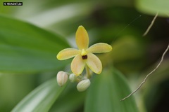 Callostylis pulchella