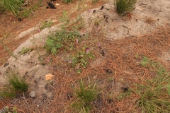 Pelargonium multicaule multicaule