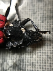 Poecilopeplus haemopterus