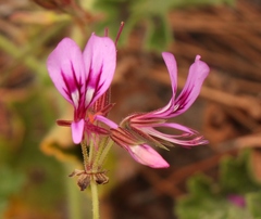 Pelargonium multicaule multicaule