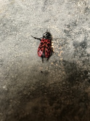 Poecilopeplus haemopterus
