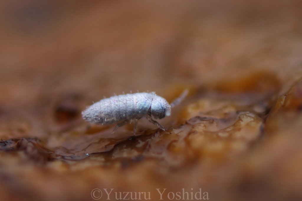 Harlomillsia