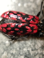 Poecilopeplus haemopterus