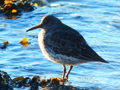 Calidris ptilocnemis