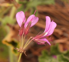 Pelargonium multicaule multicaule