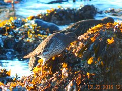 Calidris ptilocnemis