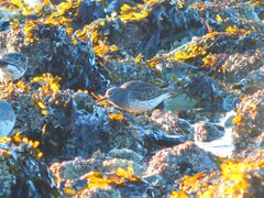 Calidris ptilocnemis