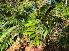 Ailanthus triphysa