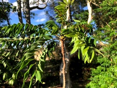 Ailanthus triphysa