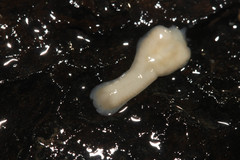 Dendrocoelum