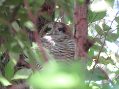 Strix rufipes rufipes