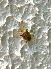 Diceraeus melacanthus