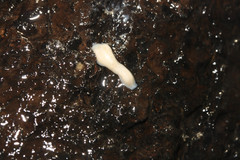 Dendrocoelum