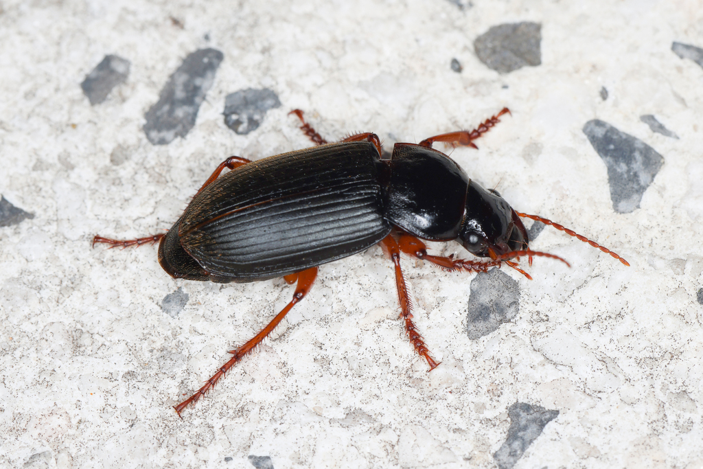 Strawberry Seed Beetle