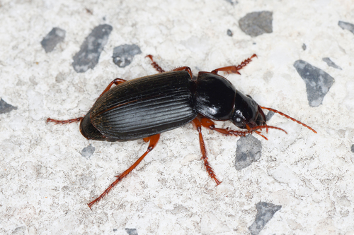 Strawberry Seed Beetle