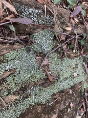 Cladonia