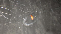 Argyrodes flavescens
