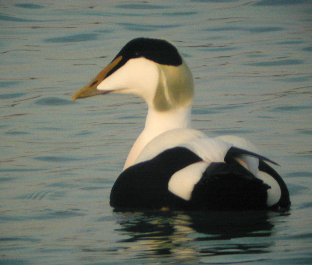 Eider À Duvet