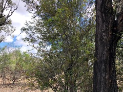 Alectryon diversifolius