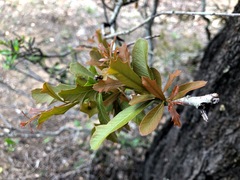 Alectryon diversifolius