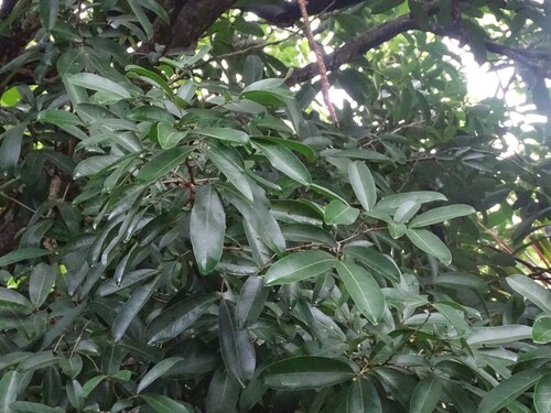 Lepisanthes tetraphylla observed 2025-10-20