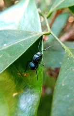 Polyrhachis cyaniventris