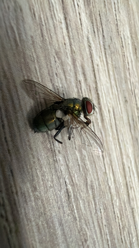 Unknown species found near Olladale Dr, Fort Wayne, IN, US