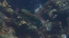 Thalassoma quinquevittatum