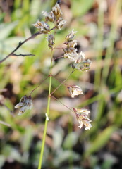 Anthoxanthum glabrum