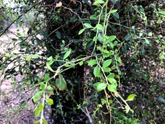 Capparis mitchellii