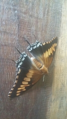 Charaxes achaemenes achaemenes