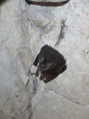 Chrotopterus auritus