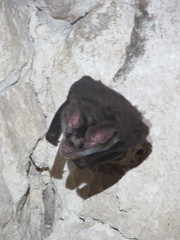 Chrotopterus auritus