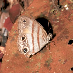 Cissia